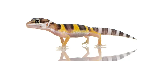 Juvenile Leopard gecko - Eublepharis macularius — Stock Photo, Image