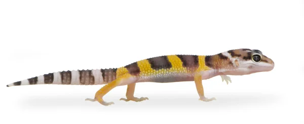 Juvenile Leopard gecko - Eublepharis macularius — Stock Photo, Image