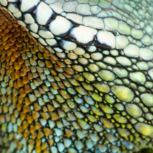 Reptile skin — Stock Photo, Image