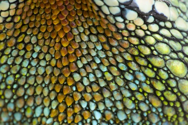 爬虫類の皮膚 — ストック写真