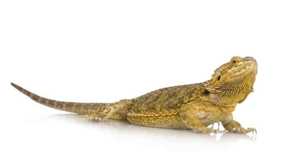 Lawson's dragon - Pogona henrylawsoni — Stock Photo, Image