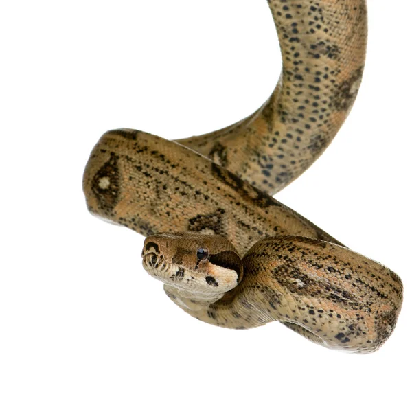Boa constritor na frente de um fundo branco — Fotografia de Stock