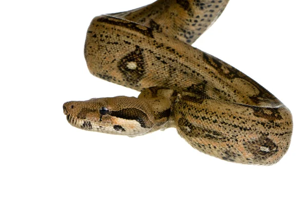 Beyaz arka plan önünde boa yılanı — Stok fotoğraf
