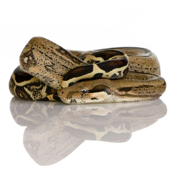 Boa constrictor in front of a white background — Stock Photo, Image