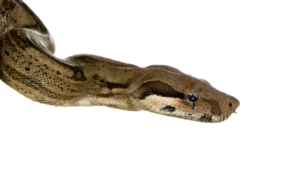 Boa constritor na frente de um fundo branco — Fotografia de Stock