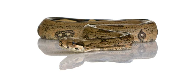 Boa constrictor — Zdjęcie stockowe