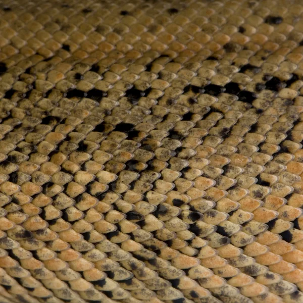 Кожа змеи — стоковое фото