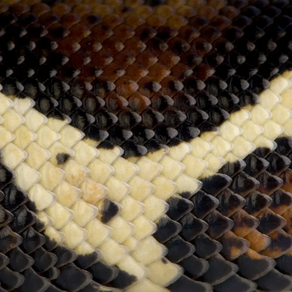 Snake skin pattern — Stock Photo, Image
