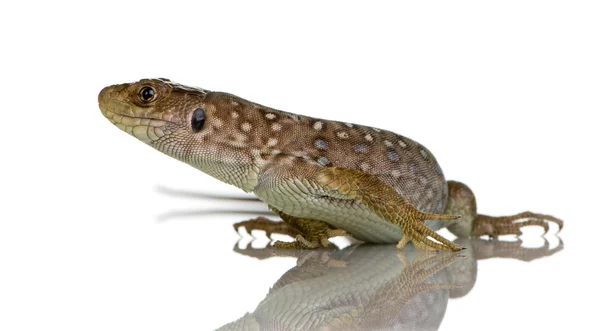 Прикрашена ящірка - Timon Лепід — стокове фото