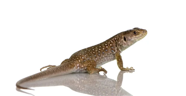 Ocellated lizard - Timon lepidus — Stock Photo, Image