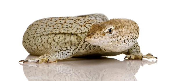 Monitor lizard - Freckled Monitor - Varanus tristis orientalis — Stock Photo, Image