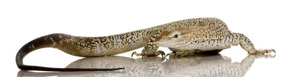 Monitor de lagarto - Monitor sardento - Varanus tristis orientalis — Fotografia de Stock
