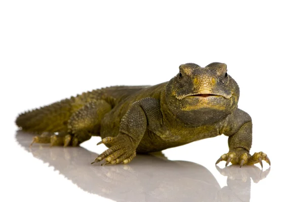 Dobos Éva Lizard - Uromastyx aegyptia — Stock Fotó