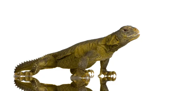 Dabb Lizard - Uromastyx aegyptia — Stock Photo, Image