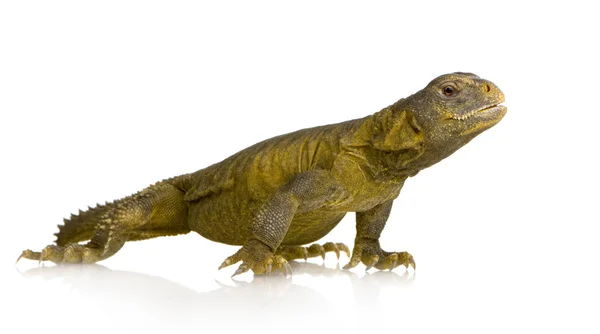 Dabb Lizard - Uromastyx aegyptia — Stock Photo, Image