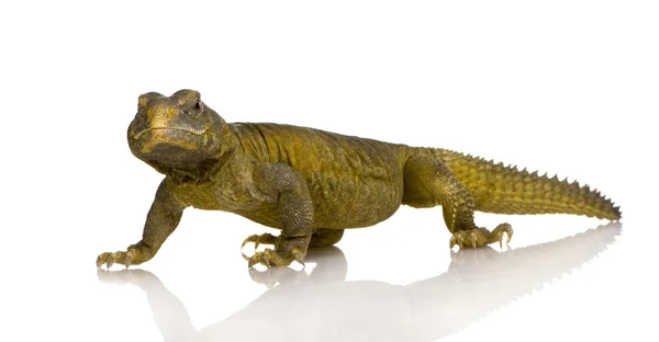 Dobos Éva Lizard - Uromastyx aegyptia — Stock Fotó