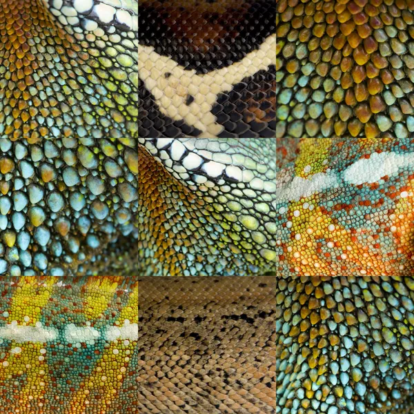 Dokuz renkli sürüngen deri koleksiyonu — Stok fotoğraf