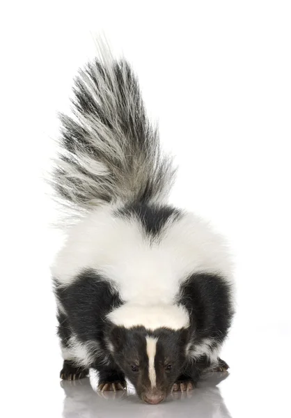 Striped Skunk - Mephitis mephitis — Stock Photo, Image