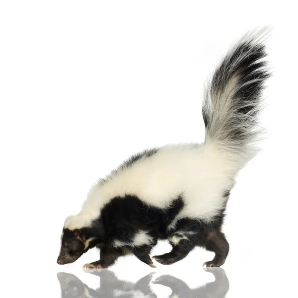 Strimmig skunk - mephitis mephitis — Stockfoto