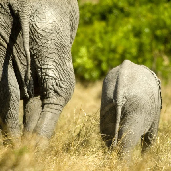 Afrikaanse olifant masai mara Kenia — Stockfoto
