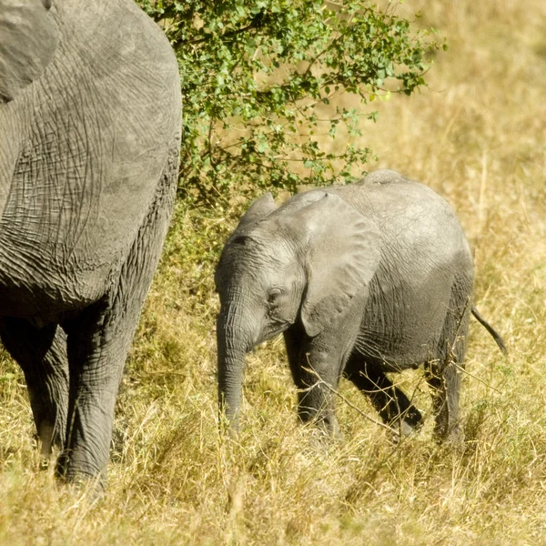African Elephant Masai mara Kenya — Stock Photo, Image