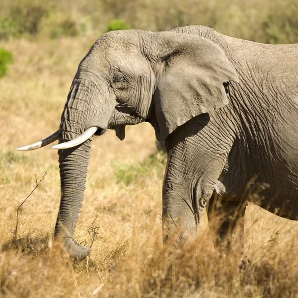 Elefante africano Masai mara Kenia — Foto de Stock
