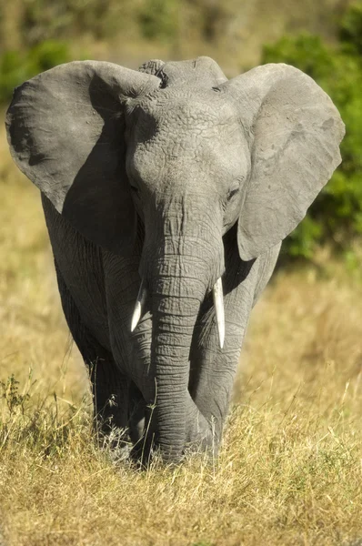 Afrikaanse olifant masai mara Kenia — Stockfoto