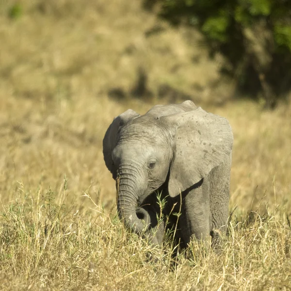 Африканський слон Масаї Мара Кенії — стокове фото