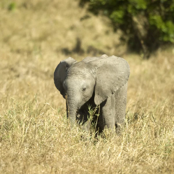 Afrikanischer Elefant masai mara kenya — Stockfoto