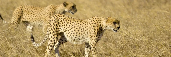 猎豹马赛马拉肯尼亚 — 图库照片
