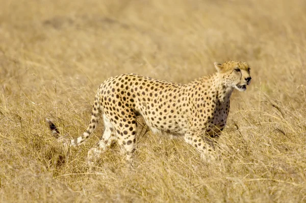 Gepard masai mara Kenii — Zdjęcie stockowe
