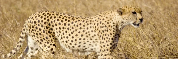 Geparden masai mara kenya — Stockfoto