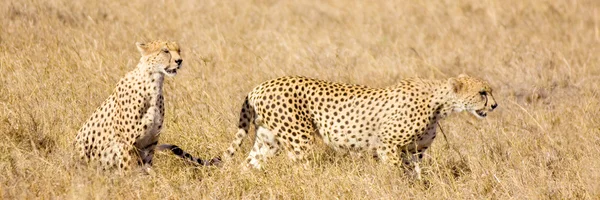 Cheetah Masai mara Quênia — Fotografia de Stock