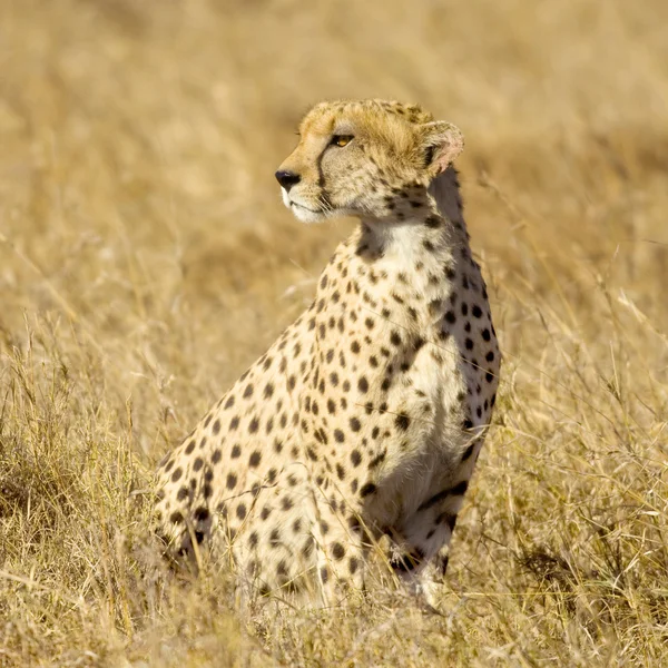 Cheetah Masai mara Kenia —  Fotos de Stock
