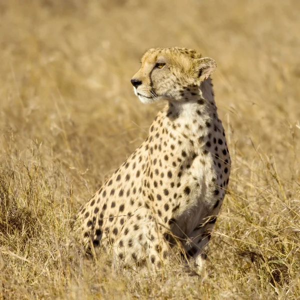 Cheetah Masai mara Kenia — Foto de Stock