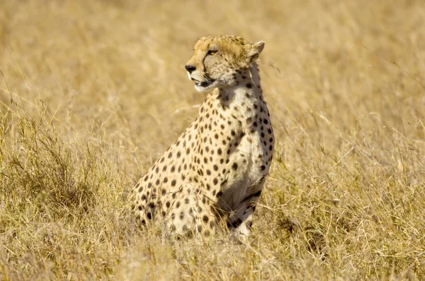 Cheetah Masai mara Quênia — Fotografia de Stock