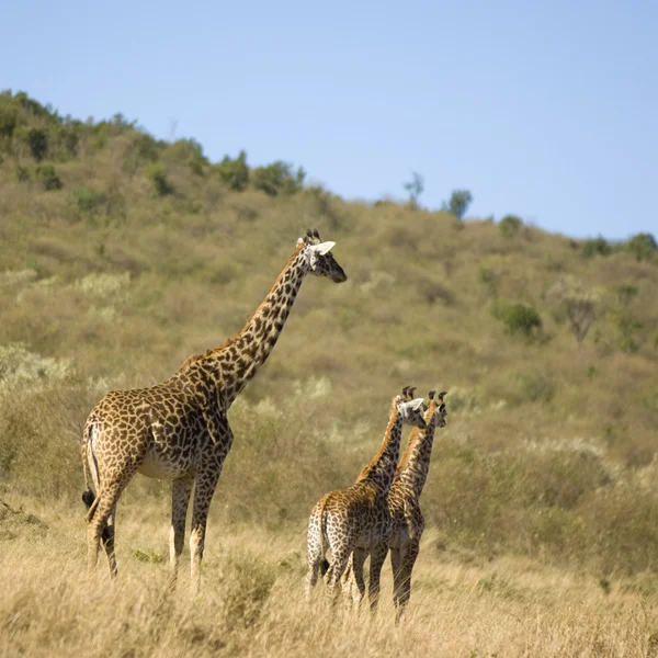 Girafe — Stock Photo, Image