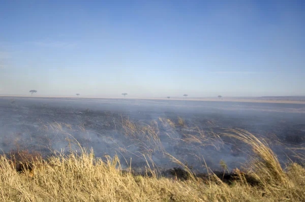 Fogo em Masai mara Quênia — Fotografia de Stock