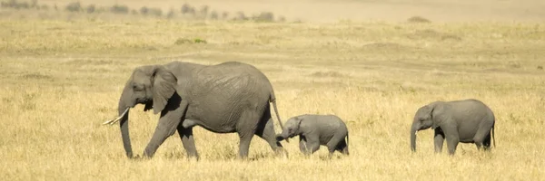 非洲大象马赛马拉肯尼亚 — 图库照片