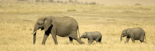 Masai mara słonia afrykańskiego Kenii — Zdjęcie stockowe