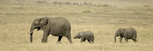 アフリカ象マサイマラ国立保護区ケニア — ストック写真