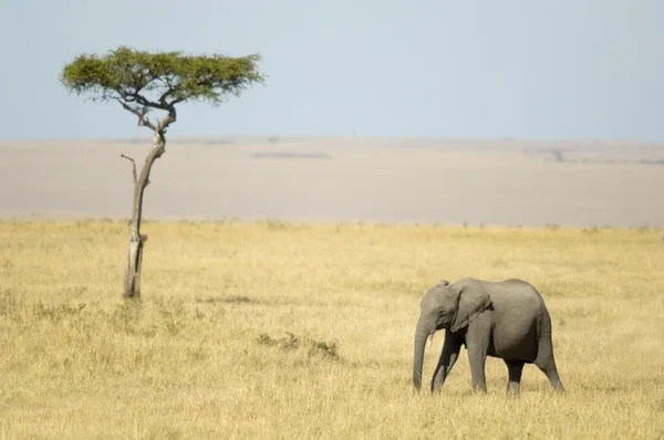 Elefante africano Masai mara Quênia — Fotografia de Stock