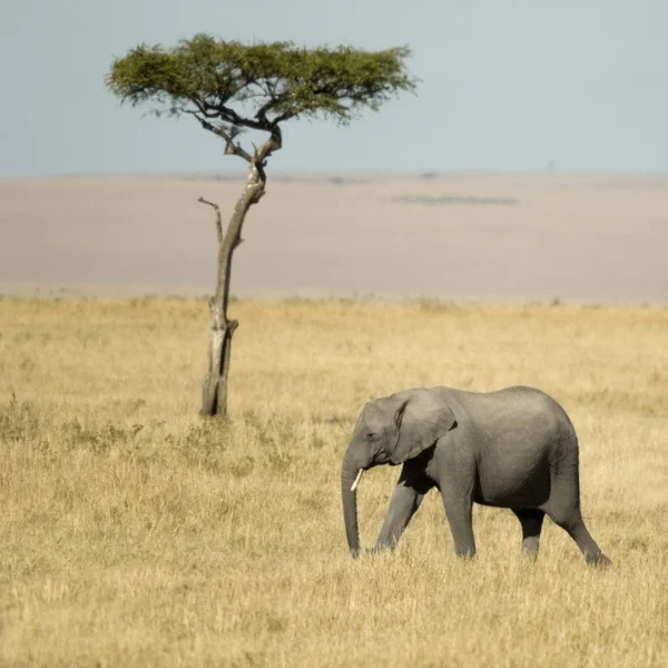 Afrikai elefánt-Masai mara Kenya — Stock Fotó