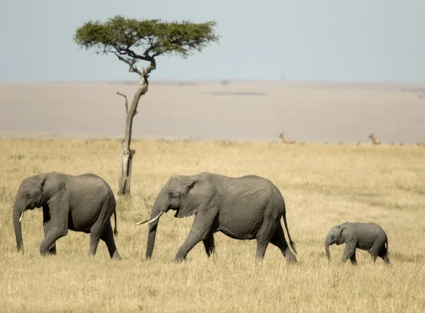 Afrikansk elefant masai mara kenya — Stockfoto