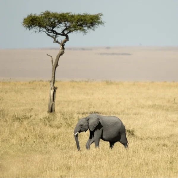 Αφρικανικός ελέφαντας Μασάι Μάρα Κένυα — Φωτογραφία Αρχείου