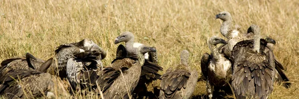 Vulture in masai mara, Kenia — Stockfoto