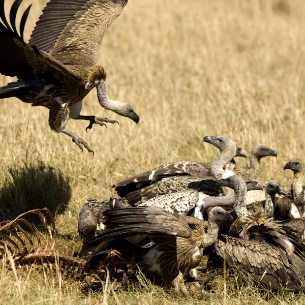 Sęp w masai mara w Kenii — Zdjęcie stockowe