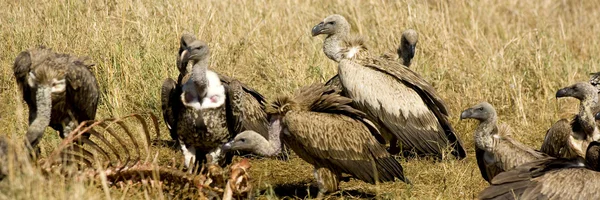 Vulture at Masai mara Kenya — Stock Photo, Image