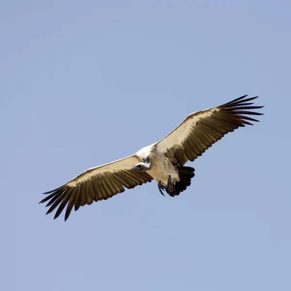 Vulture at Masai mara Kenyav — Stock Photo, Image