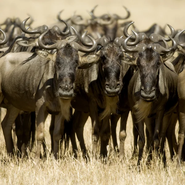 Wildebeest Masai mara Kenya — Stockfoto